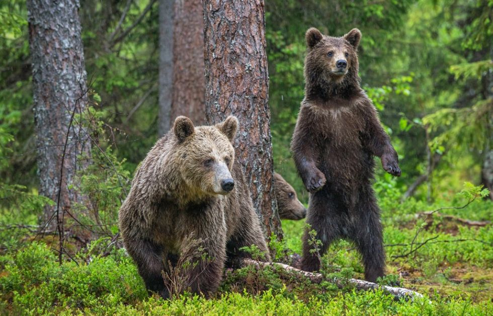 Niedzwiedzie napotkane na trasie Kanada-Alaska, grizzly